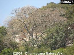 Image result for Hildegardia