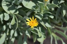 Image result for Hertia