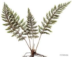 Image result for Abrodictyum