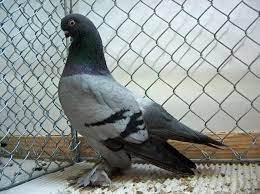 أنواع الحمام tumbler pigeons pigeon pictures pigeon breeds
