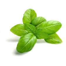 Check spelling or type a new query. Fresh Basil Leaves à¤¹ à¤² à¤¤ à¤²à¤¸ à¤• à¤ªà¤¤ à¤¤ à¤¯ à¤ªà¤µ à¤¤ à¤° à¤¤ à¤²à¤¸ à¤• à¤ªà¤¤ à¤¤ à¤¯ à¤¹ à¤² à¤¬ à¤¸ à¤² à¤² à¤« In Tambaram West Chennai Mugalayar Foods Id 14113693633