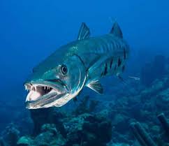 Die konkave felge für individualisten. Barracuda Information Characteristics And Curiosities
