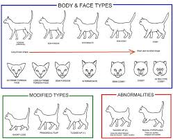 Cat Body Face Conformation Cat Body Siamese Cats Cat