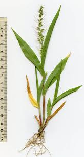 Image result for Setaria longiseta
