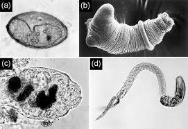 Image result for Dignathia