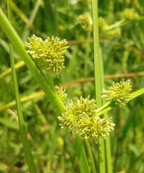 Image result for Cyperus derreilema