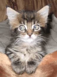 a nun a kitten and a penguin are out to get me cats and kittens animated animals silly cats pictures