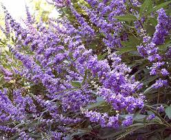 Image result for Vitex mombassae