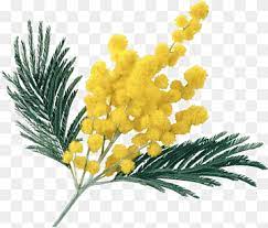 Mimosa Flower Mimosa Flower Acacia Dealbata Sensitive Plant Png Pngwing