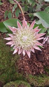 Image result for Ascolepis protea