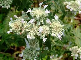 Image result for Mesanthemum pilosum