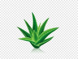 Aloe vera can be grown as a houseplant indoors, or it can be grown outside in the warmer seasons. Aloe Vera Plant Aloe Vera Aloin Gel Extract Leaf Cactus Grass Cactus Png Pngegg