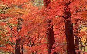 Fall Images Fall Leaves Wallpapers Vivid Foliage Wallpapers 1680 1050 No 11 Autumn Leaves Wallpaper Leaf Wallpaper Autumn Trees