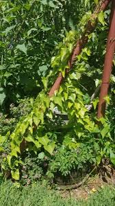 Image result for Dioscorea hirtiflora