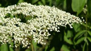 Laurels are evergreen flowering shrubs for shade that are native to the eastern u.s. Elder Flowers How To Identify Wild Elderberry Shrubs With Tips On Harvesting And Storing Their Flowers Steemit
