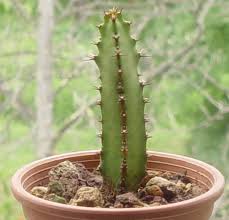 Image result for Euphorbia griseola
