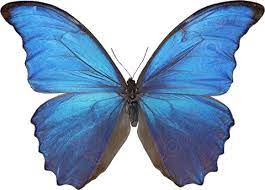 Gif Butterfly Yahoo Image Search Results Borboleta Png Morfo Azul Borboleta