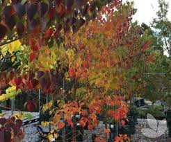 Image result for Sapium