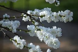 Van cherries freeze well, so you can easily preserve your excess, or dry any excess cherries to add to a trail mix or snack mix! Page 7 Royalty Free Flowers Of Pear Photos Pikist