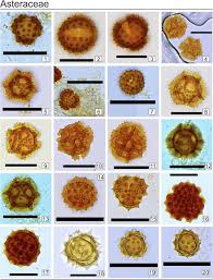 Image result for Plicosepalus amplexicaulis