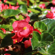 Image result for begonia semperflorens