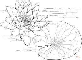 Nymphaea Mexicana Or Yellow Water Lily Coloring Page Free Printable Coloring Pages Water Lily Drawing Lilies Drawing Coloring Pages