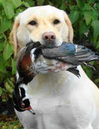 This is the price you can expect to pay for the labrador retriever breed without breeding rights. Klondike Labradors Labrador Retrievers In Pennsylvania Klondike Labradors Of Pennsylvania