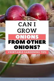 How to grow a sprouted onion indoors. How Do You Grow Onions From An Onion Gardening Channel