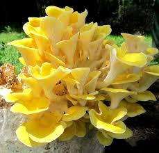 At harvest, these golden oyster mushrooms stand tall and proud, like a dozen brass trumpets waiting to belt out a symphony. Oyster Mushrooms And Other Types Of Fungi Are The Only Sources Of Ergothioneine Which Functions As An Antiox Stuffed Mushrooms Plant Fungus Mushroom Pictures