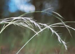 Image result for Aristida recta