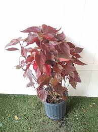 Image result for Acalypha nyasica