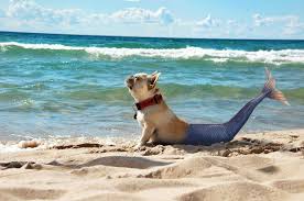 Merdog Hybrid Animals Strange Yoga Hund Susseste Haustiere Lustige Tiere