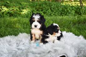 We did not find results for: Leanna S Bernedoodles Facebook