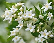 Image of Fleurs endommagées lors de la récolte