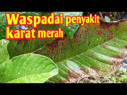 Rahasia agar tambulapot cepat berbuah cara mudah agar pohon mangga berbuah Cara Mengubati Penyakit Jambu Batu Pelajari Tanda Tanda Umum Penyakit Jambu Batu Taman Taman Sanne