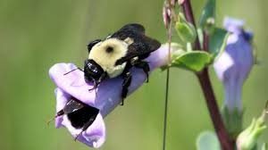 Shake the solution well before using it. Plight Of The Bumble Bee Conserving Native Pollinators