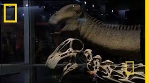 Check spelling or type a new query. What Dinosaur Has 500 Teeth The Sporting Ferret