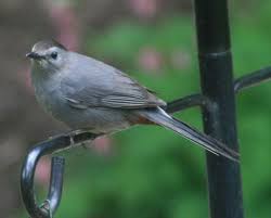 Birds That Look Like Orioles Gray Catbird This Bird Will Eat Suet Drink From The Oriole Feeder And Eat Grape Jelly Garden Stories Com Backyard Birds Catbird Heated Bird Bath