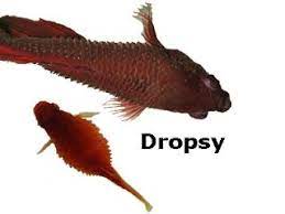These patches form readily on dead scales, decaying fins, or sites of traumatic injury. Betta Platy Goldfish Fish With Dropsy Betta Fish Care Betta Fish Fish Care