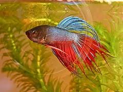 Japan's commercial fishing industry has existed for centuries and is still booming, thanks to the this is definitely reflected in the country's incredibly diverse fisheries. Betta Fish Care Guides Articles Japanese Fighting Fish