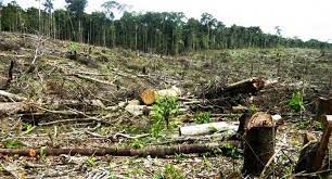 La deforestación es la pérdida o destrucción de los bosques naturales. Las Causas De La Deforestacion En El Mundo Y Sus Consecuencias Renovables Verdes