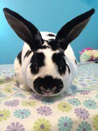 Adopt Link On Petfinder Cute Animals Cute Bunny Bunny Pictures