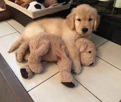 Fiance Taekook Retriever Puppy Golden Retriever Puppy Golden Retriever