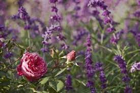 Do you think that the yellow cactus is succumbing to root rot? Rose Companion Plants Learn About Companion Planting For Roses