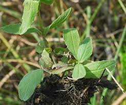 Image result for Buchnera