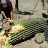 These plants almost alone kept my spirits up as i moved most cacti can just be lift out of the ground easily and set in a box (left); Https Encrypted Tbn0 Gstatic Com Images Q Tbn And9gcrxawwj6ihe74jcq7to54lpwlyrznq93mcpd4rnekxd9ebvk Ip Usqp Cau