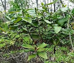 Image result for Pyrostria