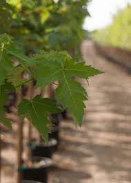 Check spelling or type a new query. Pin On Tree Photos