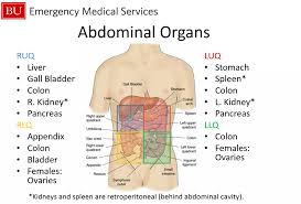 Learn about quadrant anatomy with free interactive flashcards. Ruq Tumblr Posts Tumbral Com