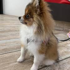 We did not find results for: Downtown St Pete Vet Clinic St Petersburg Fl